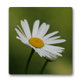 Bild p&aring; blomma